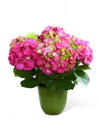 The FTD Pink Hydrangea Planter In Waterford Michigan Jacobsen's Flowers